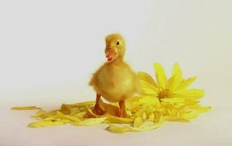 Duck Baby Playing With Yellow Flower So Cute Picture Of