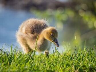 Ducks Grass Animals Duck Baby Duckling Wallpaper