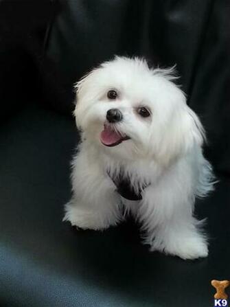 Maltese Wallpaper