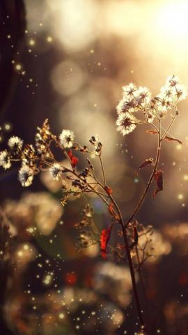 iPhone High Quality Beautiful Wallpaper HD