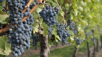British Columbia Vineyard Wallpaper