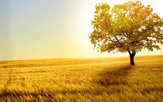 Autumn Tree Nature Landscape HD Wallpaper