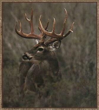 Url Deerpictures Wallpaper Hogdeer Jpg Html