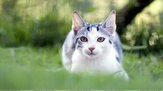 Lovely Cute White Cat Looking At Camera Wallpaper