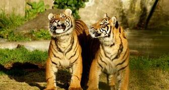 Two Cute Baby Tiger Wallpaper55 Best Wallpaper For Pcs