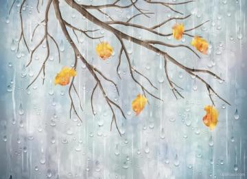 Autumn Branches With Rain Drops Wallpaper HD