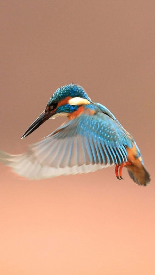 Bird iPhone Wallpaper