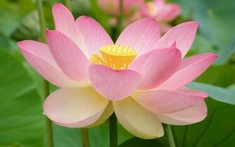 Beautiful Wallpaper Lotus HD