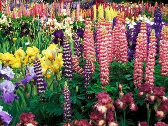 Sun Shines Colorful Flowers Background
