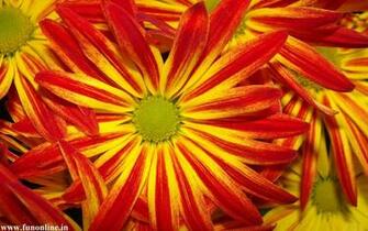 Daisy Wallpaper Stunning Daisies HD For