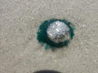 Live Sand Dollar Photo