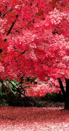 Beautiful Trees With Pink Leaves Nature HD Wallpaper