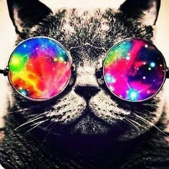 Galaxy Glasses On A Cool Cat Pets