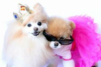 Boo Amp Buddy Image Wallpaper Photos