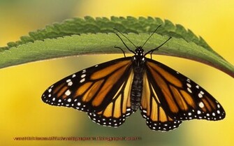 Beautiful Wallpaper Butterflies