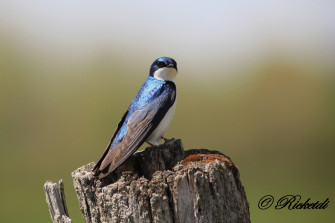 Bird Animal Swallow 4k Ultra HD Wallpaper By Ricketdi