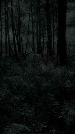 Dark Forest Wallpaper Id