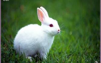 Rabbit Wallpaper F2dw3xw 4usky