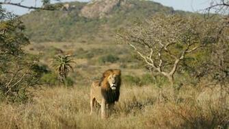 For Desktop Computer Kimba The White Lion Image Wallpaper
