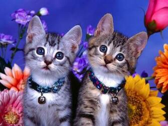 Cat With Flowers Computer Screen Saver Pc Desktop Wallpaper