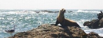 HD Desktop Wallpaper Sea Lion