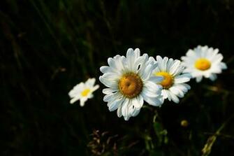 Bloom Blooming Blossom Blur Chamomile Close Up Colors
