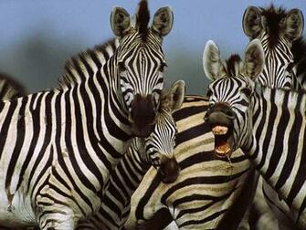 Wallpaper Zebra