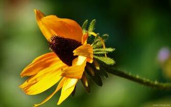 Flower Close Up Wallpaper