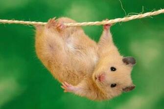 Fondo De Pantalla Hamster Wallpaper Hq 1080p