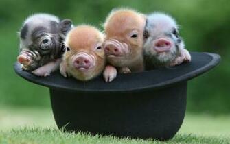 Cute Piglet Wallpaper Background