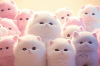 Cats Animal Mammal Kitten Design Wallpaper