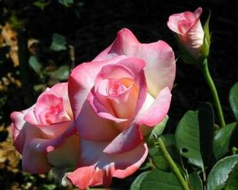 Gallery For Gt Beautiful Roses Wallpaper