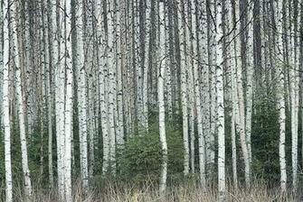 Birch Bark The Tree Is Native To Northeast Woodlands