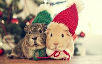 Guinea Pigs Wallpaper