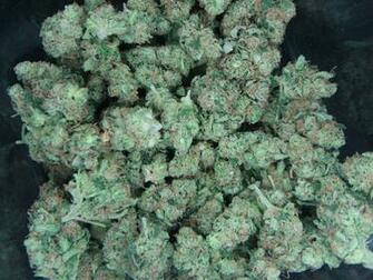 Stoner Culture Dank Nugs