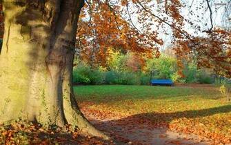Youwall Autumn Tree Wallpaper