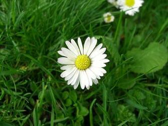 HD Desktop Wallpaper Daisy