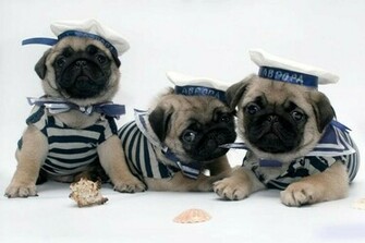 Black Pug Wallpaper High Definition