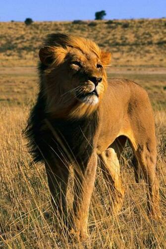 Smart Lion iPhone 4s Wallpaper Will Add A Contemporary Look And