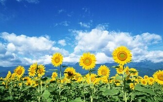 Picture Flower Flowers Pictures Of Sunflower