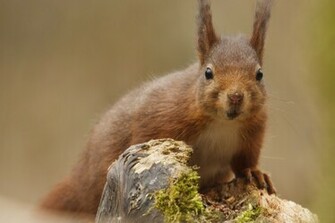 Beautiful Wallpaper Squirrels
