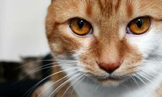 Behind Every Good Cat Wallpaper