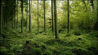Forest HD Live Wallpaper Android Apps On Google Play