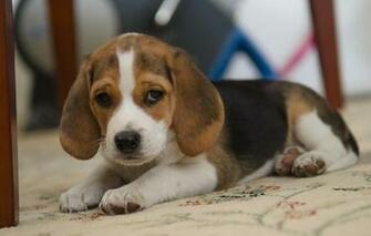 Wallpaper Dog Friend Beagle