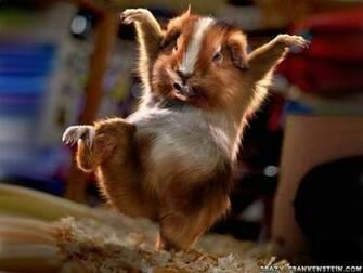 Funny Animal Wallpaper Top HD