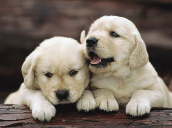 Golden Retriever Puppies HD Wallpaper
