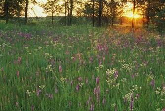 Flowers Untitled Prairie Sunset Iroquois Conservation