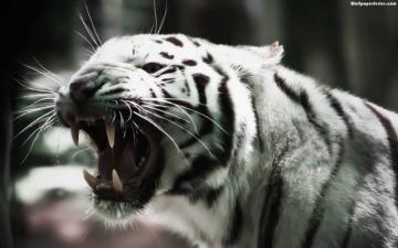 Roaring Angry White Tiger Fondos De Pantalla