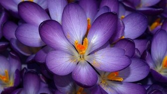 Pretty Purple Flowers
