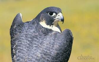 Woof Peregrine Falcon Wallpaper Mario Bross